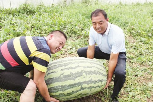 泗洪"网红"大西瓜持续引热议