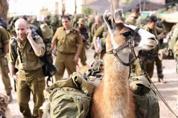 以色列用机器人取代忠实的羊驼向战场运货物