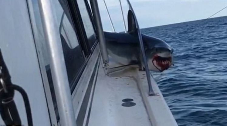 食人鲨突然跳上船！满嘴鲜血吓哭一船人