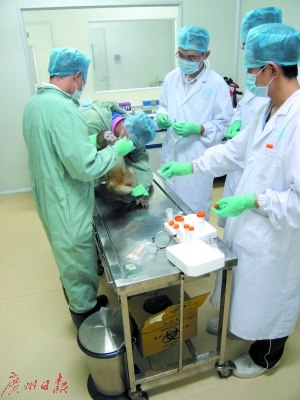 中科院广州团队艾滋疫苗完成动物测试