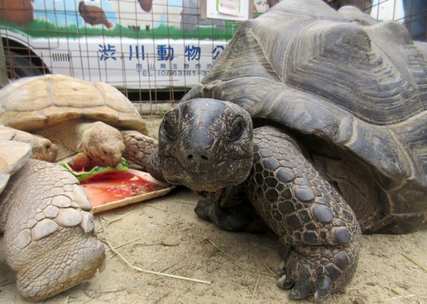 日本一米长巨龟离家出走 两周后150米外被找回