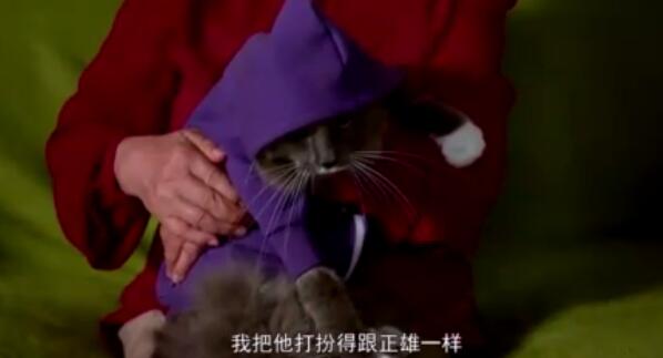 喵星人的世界 又萌又懒又霸道 _凤凰网视频_凤凰网