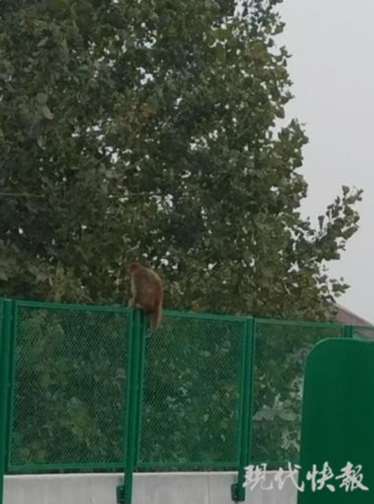 猴王争霸失败,“大师兄”一气之下离家出走