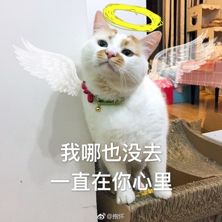 fun来了:当代青年就像蒲公英 风一吹头发就没了 fun来了:当代青年就像蒲公英 风一吹头发就没了图片