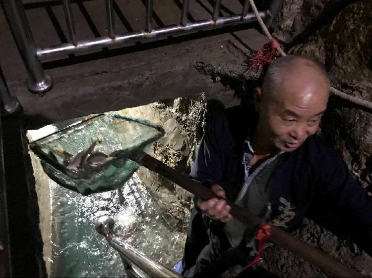 重庆农户家挖出神秘鱼泉 每天涌百斤鱼