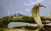 男子收藏130条大蛇 多为剧毒品种