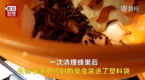 fun来了:武林不准私建门派?我金拱门第一个不服 fun来了:武林不准私建门派?我金拱门第一个不服图片