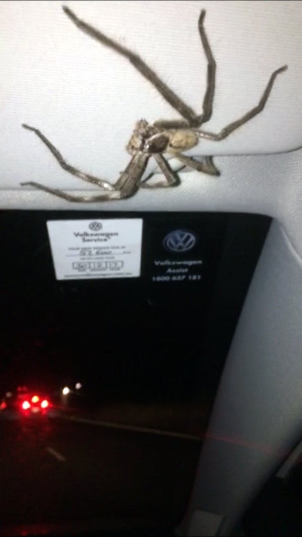 澳洲女司机抬头见大蜘蛛 咬牙继续开车20分钟