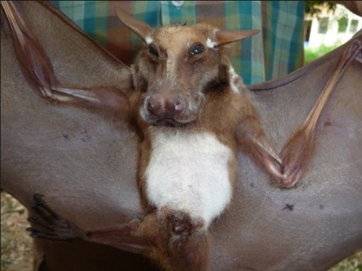 飞天神狗？非洲发现神秘蝙蝠 长了一张狗狗脸