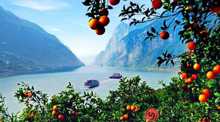 构建特色农业新格局 奉节脐橙夺得“四个第一”_重庆频道_凤凰网