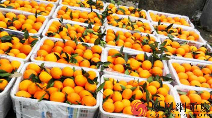 构建特色农业新格局 奉节脐橙夺得四个第一