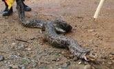 3米蟒蛇闯入农舍偷食被捕 吐出三只鸭子