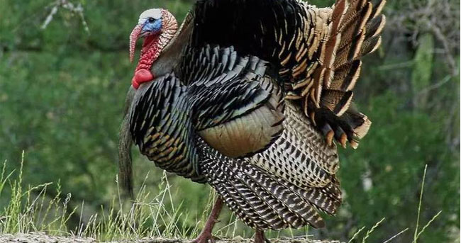 
生孩子不需要“男人”！它们都可以做到！
