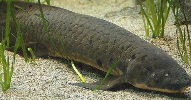 
非洲最强悍的鱼类，四年内不进食也不会死
