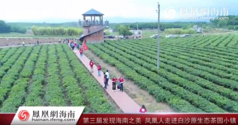 凤凰人走进白沙生态茶园小镇
