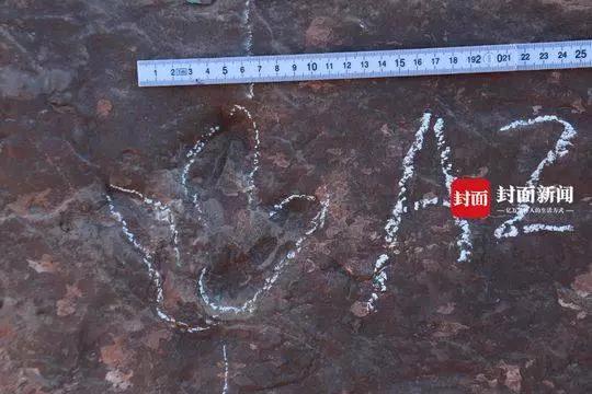 全球首例！中国最壮观恐龙足迹化石群发现恐龙游泳证据