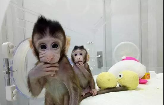 神了！中国公布克隆猴都能被外媒这样解读