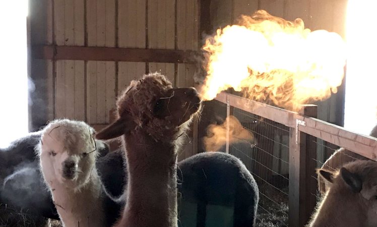 来自地狱的神兽 实拍美国一只羊驼突然“喷火”