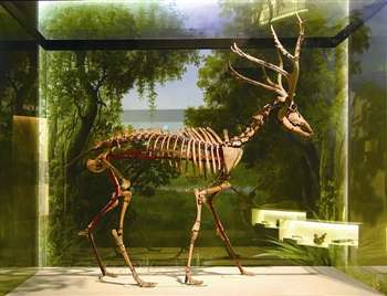 国宝名称:雄性麋鹿骨骼亚化石 馆藏单位:泰州市博物馆 级 别:世界唯一,暂未定级