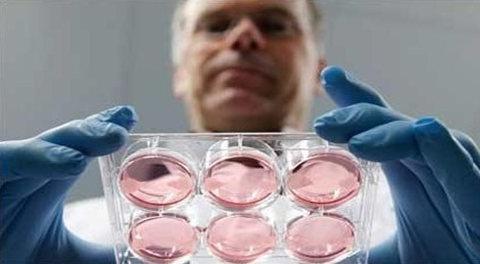 美科学家用干细胞培育出“人造肉” 或与李嘉诚合作