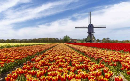 鲜花被拍卖的阿姆斯特丹 堪称一座“花卉王国”