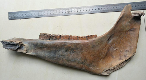 上图为一脊柱动物的下颌骨，长40.1CM、宽23.2CM、厚3CM，六颗牙齿皆能摇动且不能拔出，正反刻有良渚神人兽面纹图案（6.5*4.5CM见方）各一枚，共82个文字。