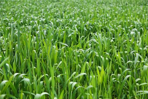 蚌埠市372万亩小麦进入拔节孕穗