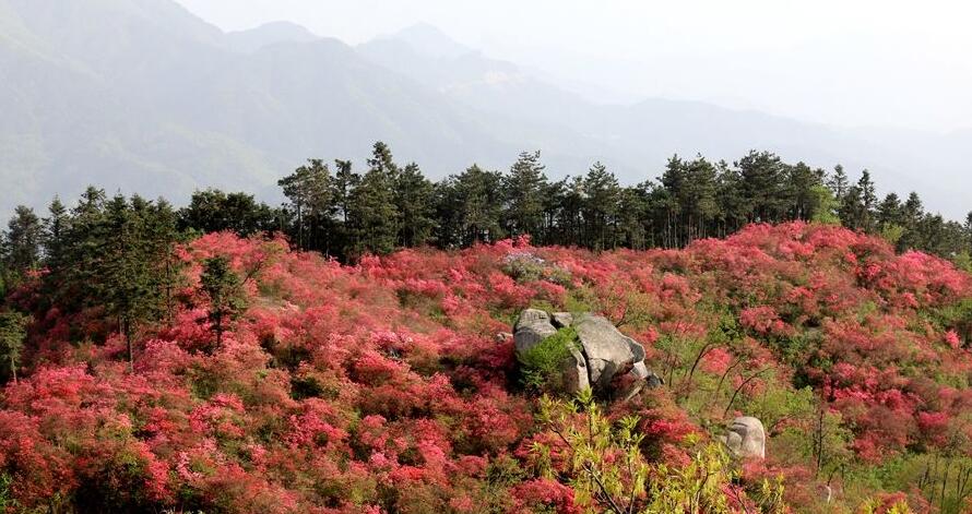 最美金寨四月天 赏万亩野生映山红