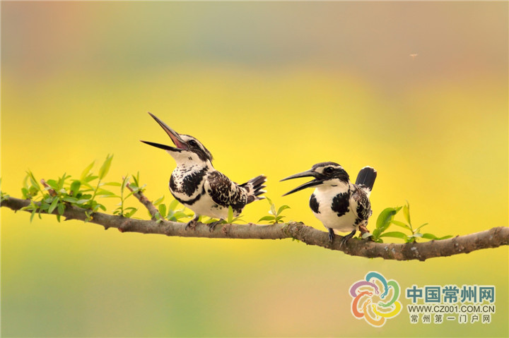 常州"春城无处不飞花" "处处闻啼鸟"(组图)