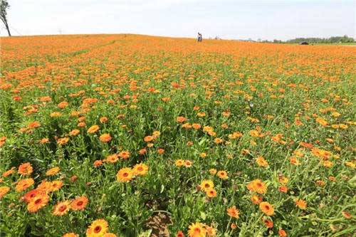 江苏空气质量排名发布盱眙成淮安最佳“吸氧地”