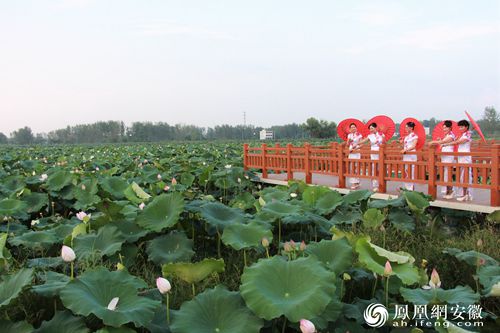 阜阳市阜南地城:首届荷花文化美食节即将开幕