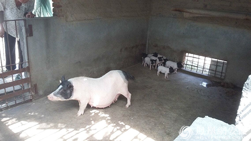 走出贫困 温暖坚定的榜样力量-六安市叶集区洪