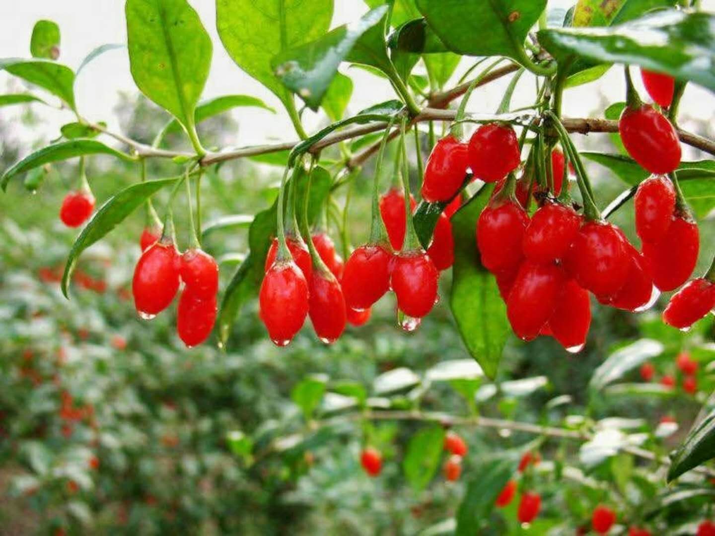 药食同源的中宁枸杞,“中国红”走向世界红