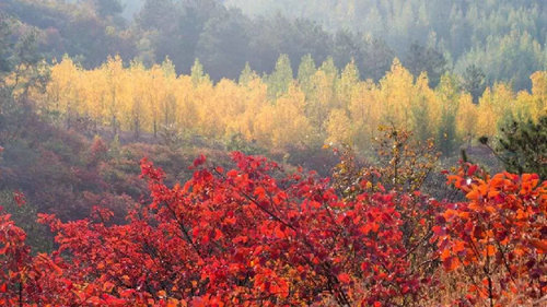 看秋景 到河南 河南省旅游局发布“最美红叶观赏地图” 收藏起来慢慢游