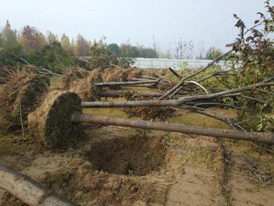 郑州景观林500棵树一夜遭毁 含多株16万元名贵树种