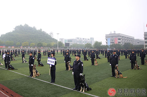 首办全市警犬技能大赛 重庆警犬技术工作实现质的飞跃 重庆频道 凤凰网