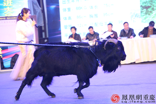 大足四办黑山羊节 3年后或成中国重要农业文化遗产