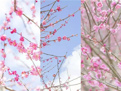  嵩县首届梅花文化旅游节来啦