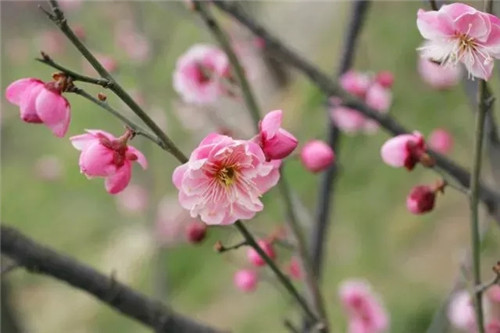  嵩县首届梅花文化旅游节来啦