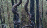 世界上最长的蟒蛇，能轻易吞下成年人，看着让人后背发凉