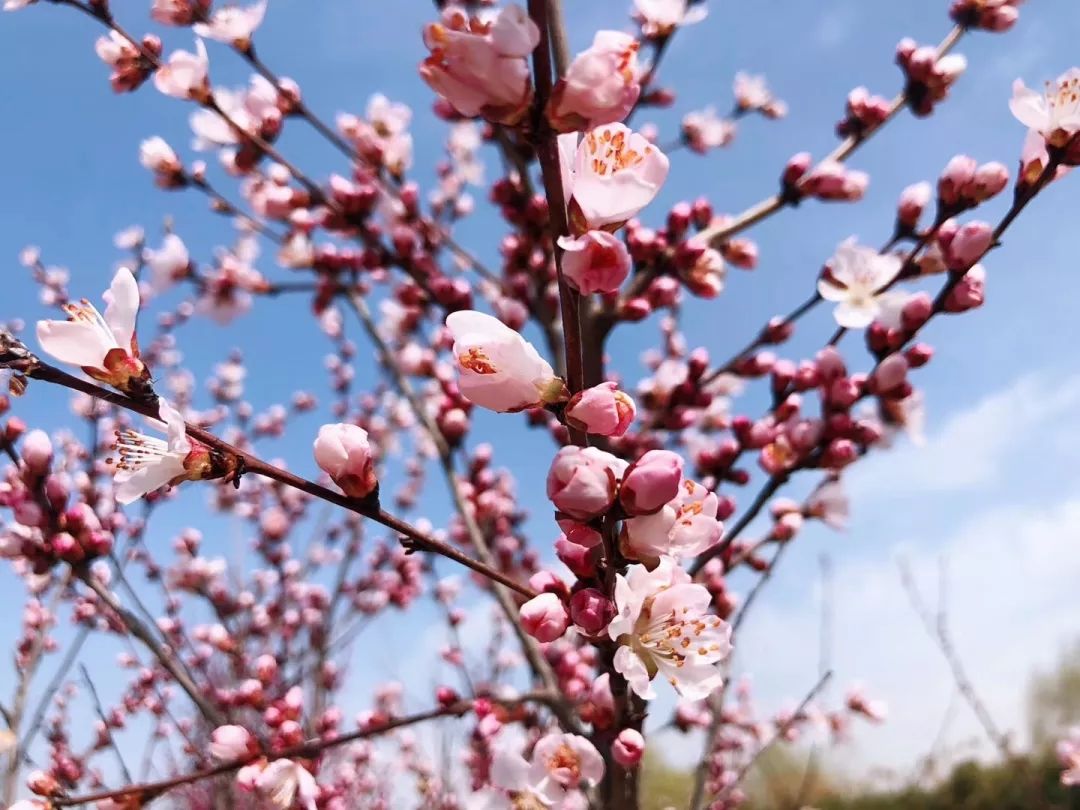 浐灞春季赏花攻略奉上 一起去浐灞看花吧