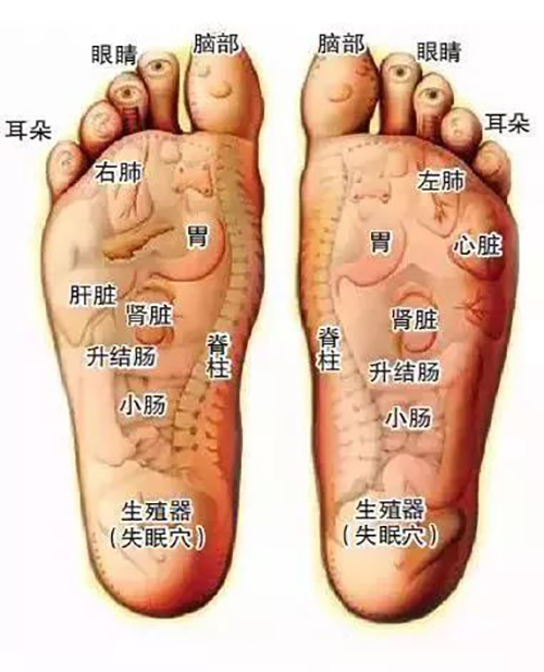 人体五脏六腑在脚底都有相应反射区是6条主要经络的起点和终点脚底有