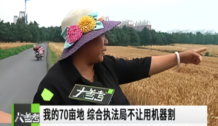 担心扬尘污染 河南城管要求农妇手割70亩小麦