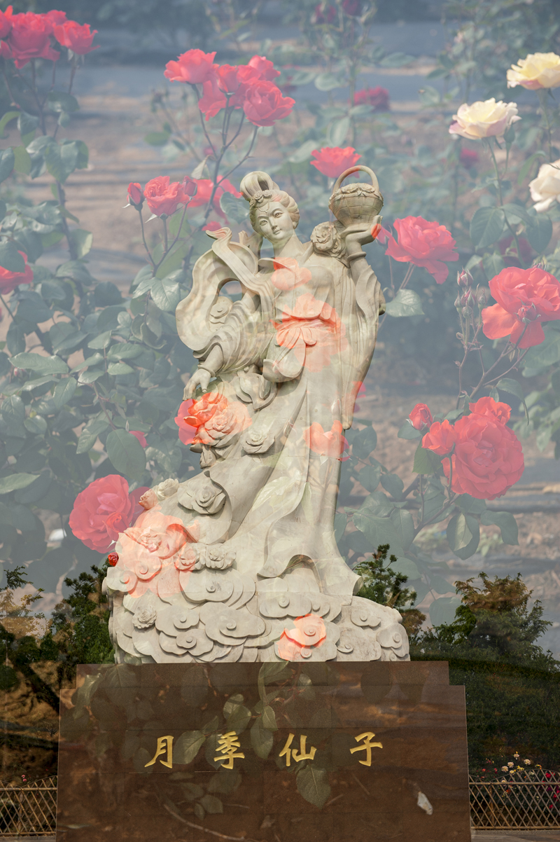 约吗?北汽威旺邀您莱州月季花节来见-烟台鸿枫