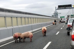 日本一辆卡车侧翻，十几头猪高速赛跑！