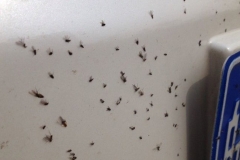 高速撞虫子没事？ 不清理永久损伤车漆