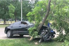 学生开奥迪撞飞老师后，竟将车开到树上