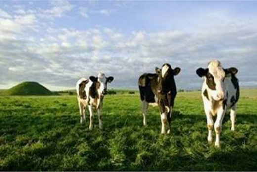 蒙牛冠益乳酸奶 用健