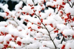 冬至已至， 数九寒天第一天，你准备好过冬了吗？