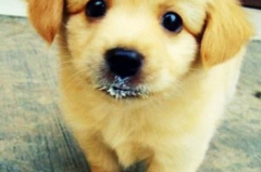 养金毛的开SUV、养萨摩的开小钢炮，从宠物就能看出你开的是什么车